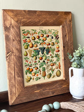 Load image into Gallery viewer, Fruits Vintage Chart - French Natural History Illustration