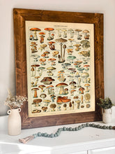 Load image into Gallery viewer, Mushrooms Foraging Vintage Guide - French Natural History Illustration