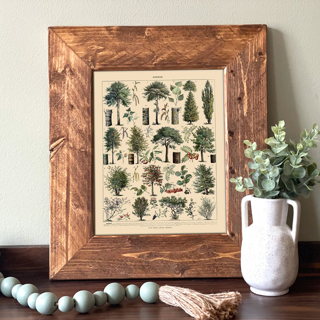 Arbres Vintage Tree Guide - French Natural History Illustration