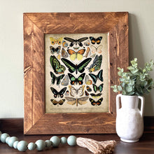 Load image into Gallery viewer, Butterflies Identification Chart - French Natural History Illustration
