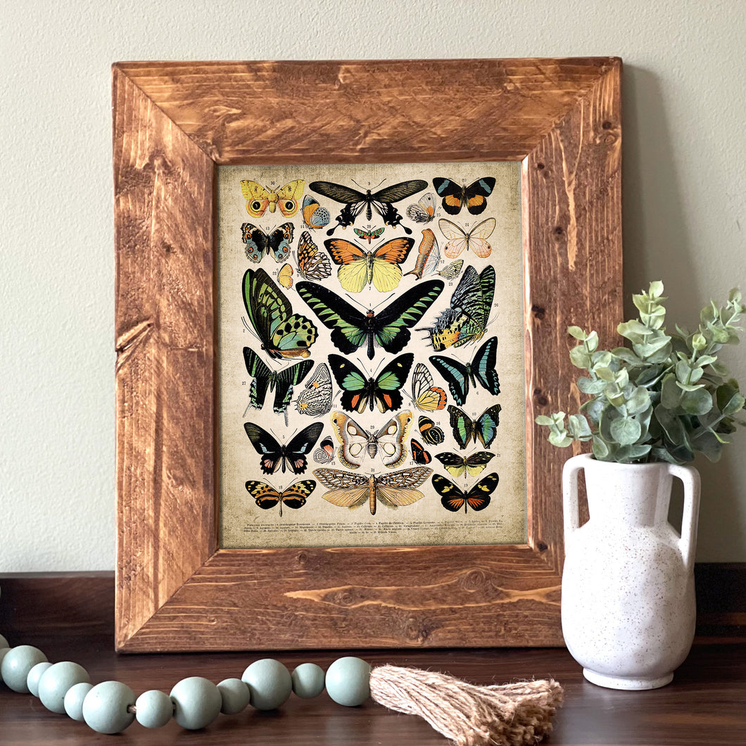 Butterflies Identification Chart - French Natural History Illustration