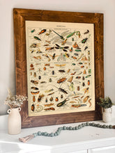 Load image into Gallery viewer, Insects Guide Vintage Chart - French Natural History Illustration
