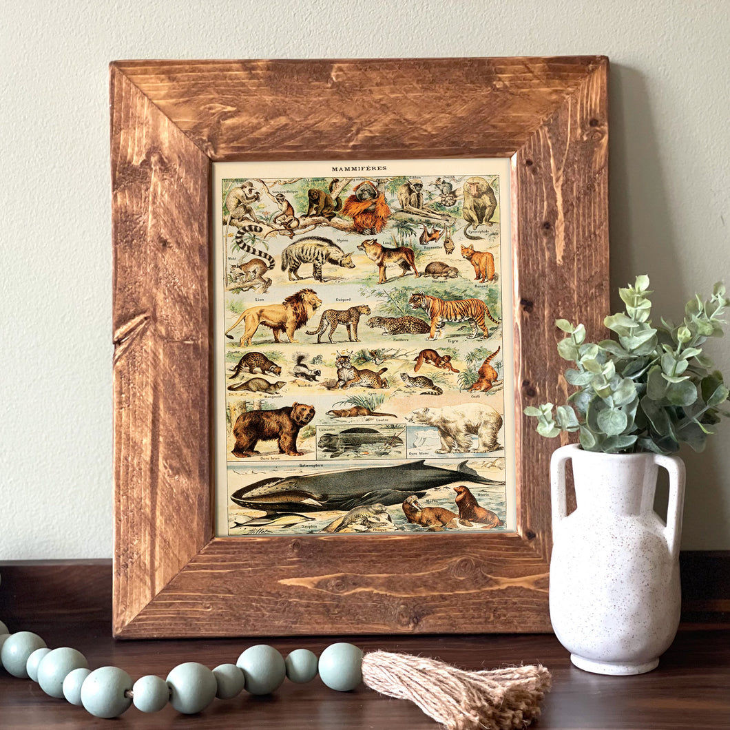 Mammals Vintage Animal Identification Chart - French Natural History Illustration