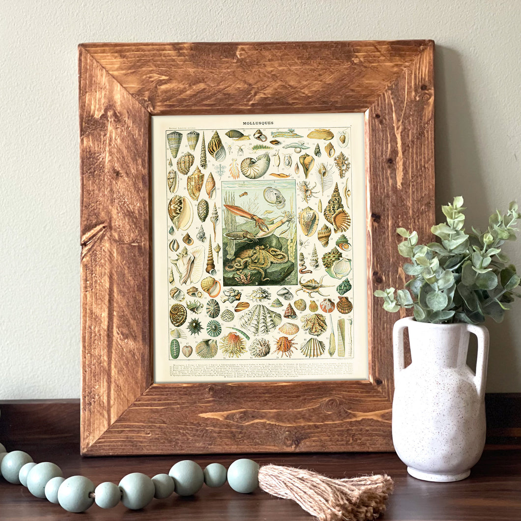 Seashells & Mollusks Vintage Chart - French Natural History Illustration