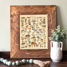 Load image into Gallery viewer, Mushrooms Foraging Vintage Guide - French Natural History Illustration

