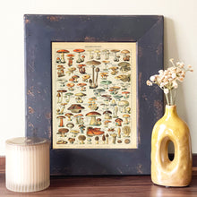 Load image into Gallery viewer, Mushrooms Foraging Vintage Guide - French Natural History Illustration
