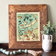 Load image into Gallery viewer, Oceanography Vintage Guide - French Natural History Illustration
