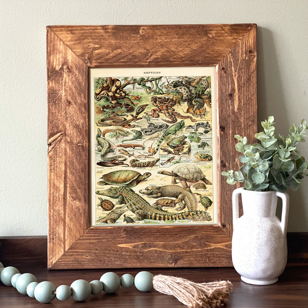 Reptile Identification Vintage Chart - French Natural History Illustration